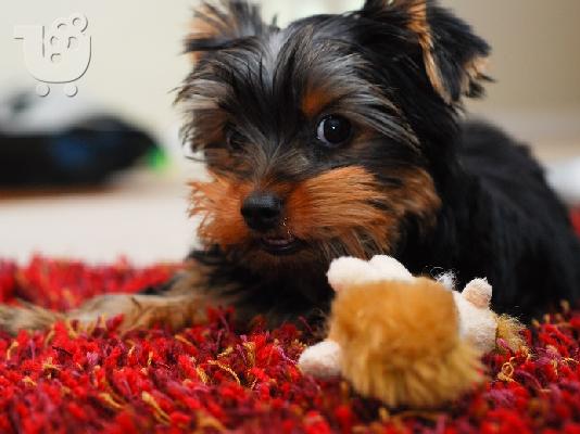 PoulaTo: AKC Yorkshire Terrier Puppy